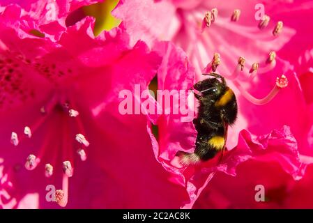 Eine Bumblebee auf einer roten Rhododendron Blume. Stockfoto