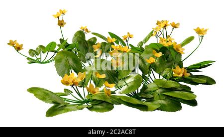 3D-Rendering für eine Caltha palustris oder sumpfdotterblume oder kingcup Blumen auf weißem Hintergrund Stockfoto