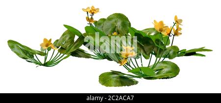 3D-Rendering für eine Caltha palustris oder sumpfdotterblume oder kingcup Blumen auf weißem Hintergrund Stockfoto