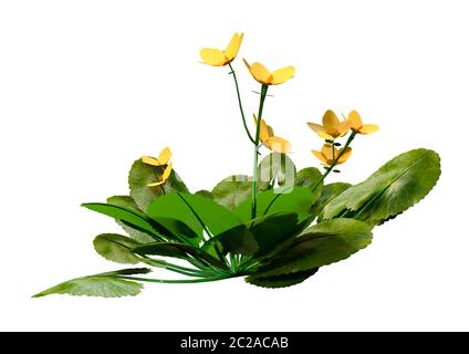 3D-Rendering für eine Caltha palustris oder sumpfdotterblume oder kingcup Blumen auf weißem Hintergrund Stockfoto