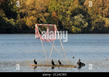 Kormoran am Maschsee in Hannover im Herbst Stockfoto