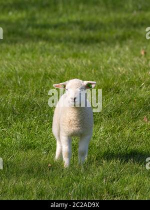 Niedliches kleines Lamm auf einem Feld in den Niederlanden im Frühjahr Stockfoto
