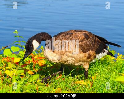 Graue Hybrid-Gans x kanadagans Stockfoto