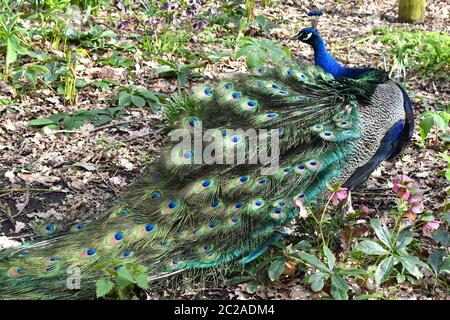 Pfau in London seine Federn in einem Zug verteilt 60 Prozent der Vögel Gesamtkörperlänge und verfügt über Augenmarkierungen von blaugoldrot und anderen Farbtönen Stockfoto