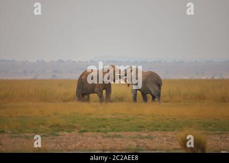 Duell zweier Elefanten Stockfoto