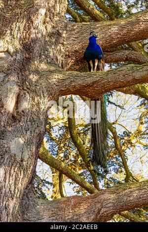 Peacock - männlicher indischer oder grüner Pfau auf dem Baum in British Park - Warwick, Warwickshire, Vereinigtes Königreich Stockfoto