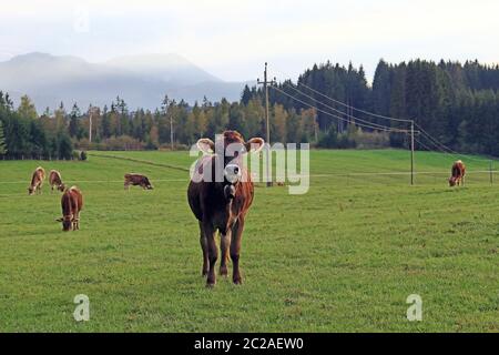 Eine Herde brauner Rinder mit Hörnern auf einer Wiese in Bayern Stockfoto