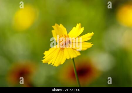 Schöne gelbe Blume im Licht eines sonnigen Tages. Makrofotografie. Geringe Tiefe . selektiver Fokus Stockfoto