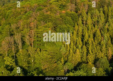 Güntersberge im Harz Stockfoto