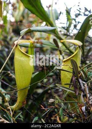 Blick auf die Krug-Pflanze von Nepenthes, Atsinanana Region, Madagaskar Stockfoto