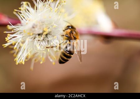 Willow palmkätzchen, erste Nahrungsquelle für Bienen im Frühjahr Stockfoto