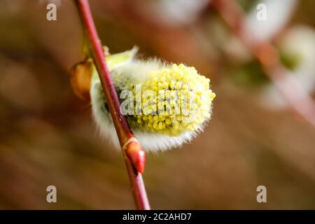 Willow palmkätzchen, erste Nahrungsquelle für Bienen im Frühjahr Stockfoto