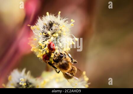 Willow palmkätzchen, erste Nahrungsquelle für Bienen im Frühjahr Stockfoto