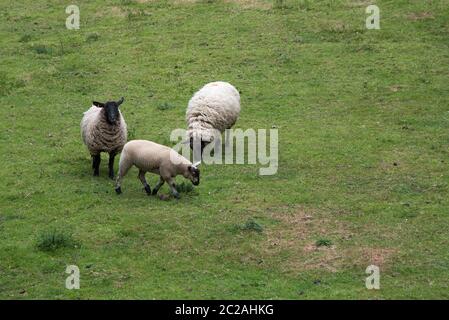 Schwarz konfrontiert Rasse von Schafen auf einer Wiese. Stockfoto