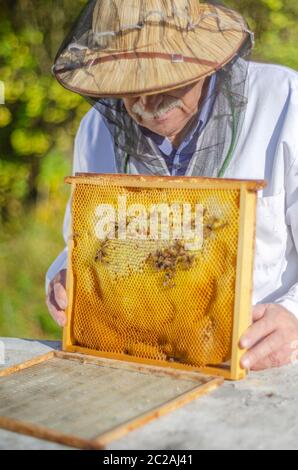Senior Imker Imkerei im Sommer Inspektion bei Stockfoto
