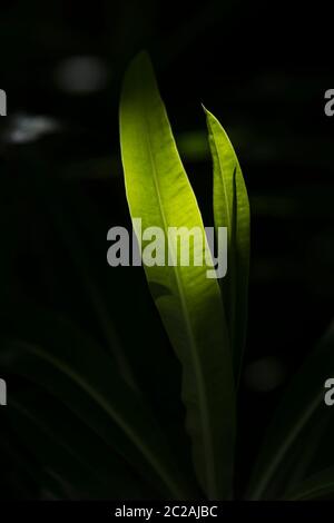 Ein Blatt, das von getupfeltem Sonnenlicht hinterleuchtet wird, das an einem dunklen Ort in einem Garten wächst. Stockfoto