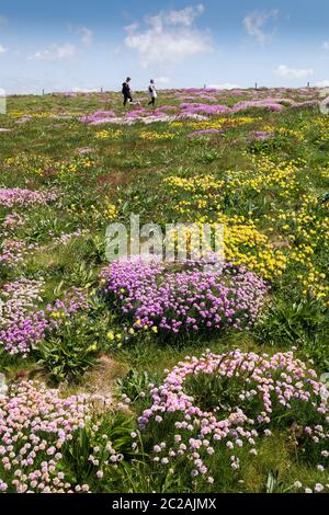 Meeresblüte Armeria maritima und Nierenziefer Anthyllis velneraria wächst auf dem Küstenpfad bei Bedruthan Steps in Carnewas in Cornwall. Stockfoto