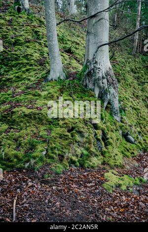 Wald bedeckt von Moos, Äste, genauer Blick Stockfoto