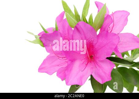 Blühende lila Azaleen Blume isoliert auf weißem Hintergrund Stockfoto