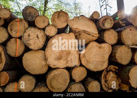 Bäume im Wald abhauen, Blick in die Sonne Stockfoto