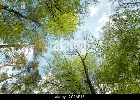 Ein Blick in den Himmel im Wald als Konzept der Freiheit und des Lebens im Einklang mit der Natur Stockfoto