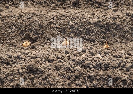 Zwiebel in Erde Pflanzen, Nahaufnahme Stockfoto