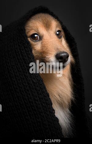 Portrait eines shetland Schäferhundes, der die Kamera mit einem schwarzen Schal auf schwarzem Hintergrund anschaut Stockfoto