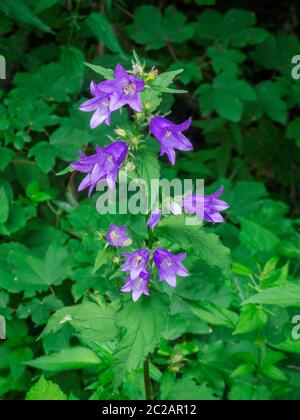 Nahaufnahme eines Schwalbenwürzens (lat: Gentiana asclepiadea) unter anderem Wiesenpflanzen im sommerlichen Bayern. Stockfoto