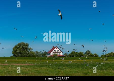 Sandseeschwalben (Sterna sandvicensis) nistet in den Salzwiesen der Nordseeinsel Neuwerk, Bundesland Hamburg, Deutschland, UNESCO-Weltkulturerbe Stockfoto