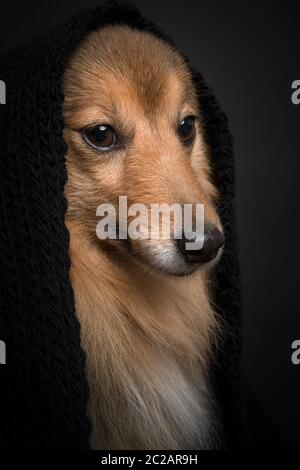 Portrait eines shetland Schäferhundes, der mit einem schwarzen Schal auf schwarzem Hintergrund wegschaut Stockfoto