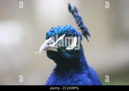 Blauer Pfau (Pavo cristatus) Stockfoto