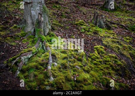 Wald bedeckt von Moos, Ästen, Wurzeln- Nahsicht Stockfoto