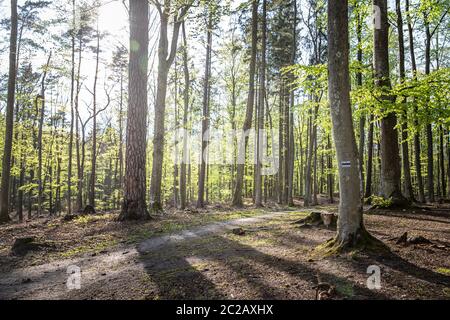 Radweg im Wald an einem sonnigen Tag Stockfoto