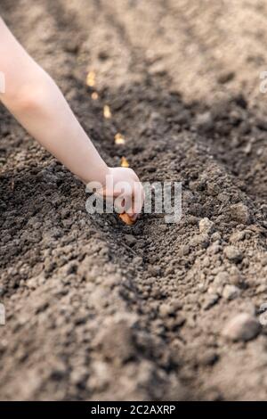 Das Kind pflanzt eine Zwiebel im Garten Stockfoto