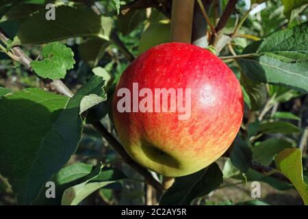 Roter elsterapfel Stockfoto