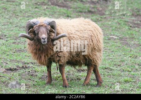 ram Skudde (Ovis ammon f. Widder) Stockfoto