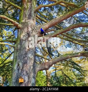 Peacock - männlicher indischer oder grüner Pfau auf dem Baum in British Park - Warwick, Warwickshire, Vereinigtes Königreich Stockfoto