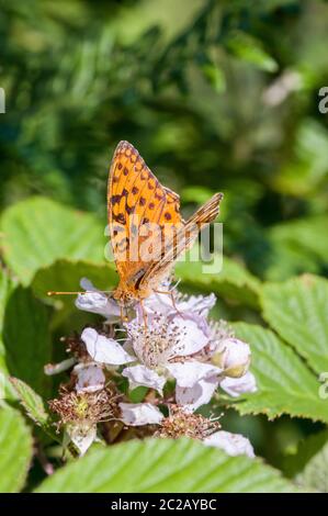 Hoher brauner Fritillärer Schmetterling, der auf einer Bramble-Blume nectaring Stockfoto