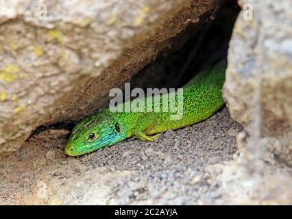 Smaragdeidechse Lacerta bilineata oder Lacerta viridis vom kaiserlichen Stuhl Stockfoto