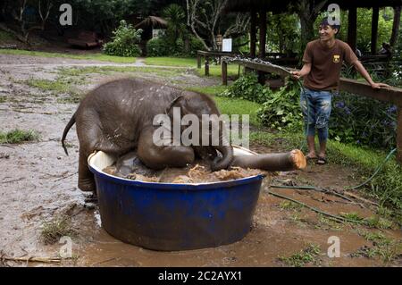 Baby Elefanten Bad auf der Patara Elefantenfarm, im Dschungel Wald von Chang Mai. Stockfoto