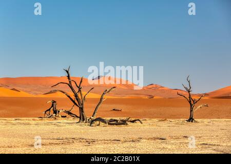 Morgen Panorama von hidden Dead Vlei Landschaft mit trockenen Akazie in der Namib Wüste, tote Akazie in der Senke Sossusvlei Namibia Wüste Stockfoto