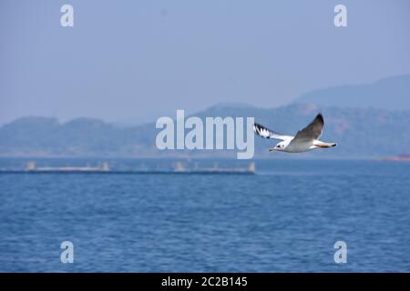 möwen fliegen hoch im Wind über einem blauen See Stockfoto