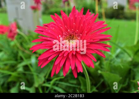 Nahaufnahme von Pink Gerbera oder Gerbera jamesonii in einem Garten Stockfoto