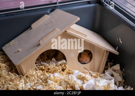 Verschlafener syrischer Hamster stampfte sich durch das Fenster des Holzhauses in ihren Käfig Stockfoto