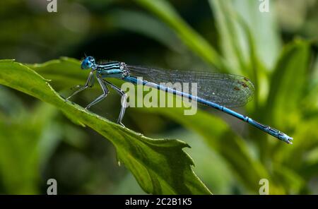 Kleine blaue Libelle sitzt auf einem grünen Blatt Stockfoto