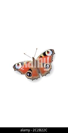 3D realistische Peacock Schmetterling Social Media Cover. Hebt Textabschnitte hervor, die als Vorlage mit weißem Hintergrund isoliert sind. Sommer Reise Thema Konzept Vektor Stock Vektor