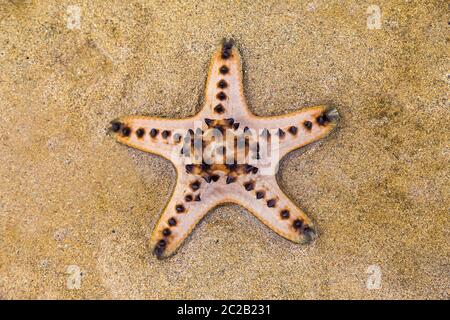 Große Seesterne am Strand. Bali, Indonesien. Stockfoto