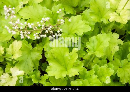 Gartenblätter Weiße Blume Heuchera Lime Marmelade Heuchera Blätter Hell Lime Green Laub Heucheras Hardy Coral Bells Alumroot Coralbells Alaun Wurzel Stockfoto