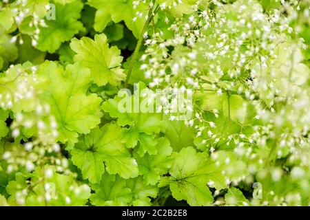 Heuchera „Limettenmarmelade“ Heuchera Blätter Heucheras Laub Garten Blühend Heuchera Limettengrün Gelb Farbe Kleine Weiße Blumen Stockfoto