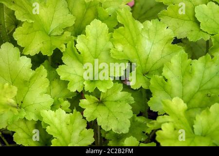 Heuchera "Lime Marmelade" Stockfoto